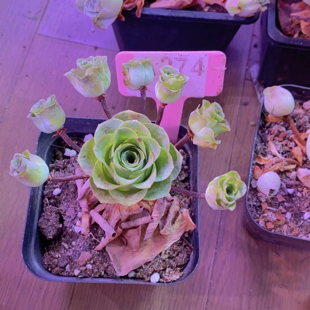 M***Z山地玫瑰一物一拍274