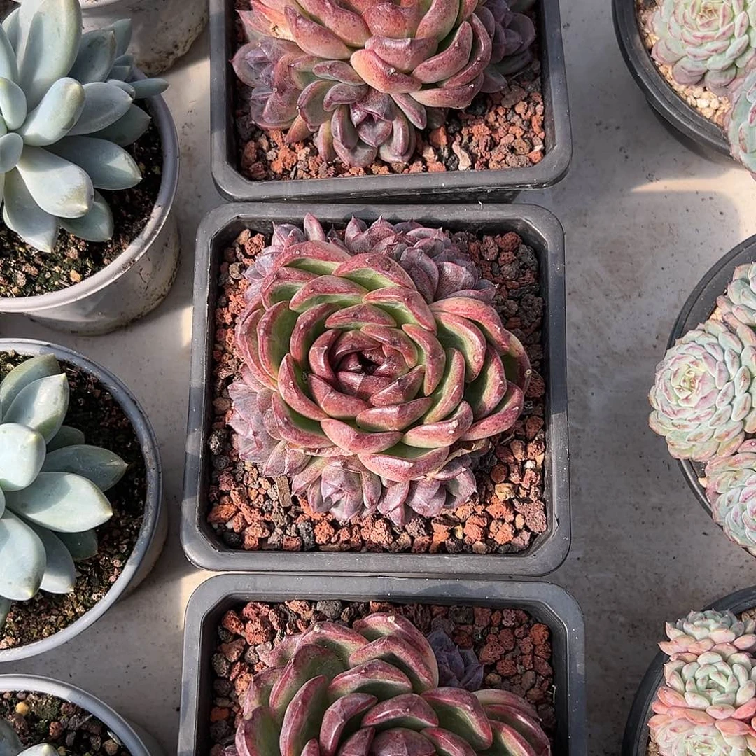 【闪购商品】黑水晶