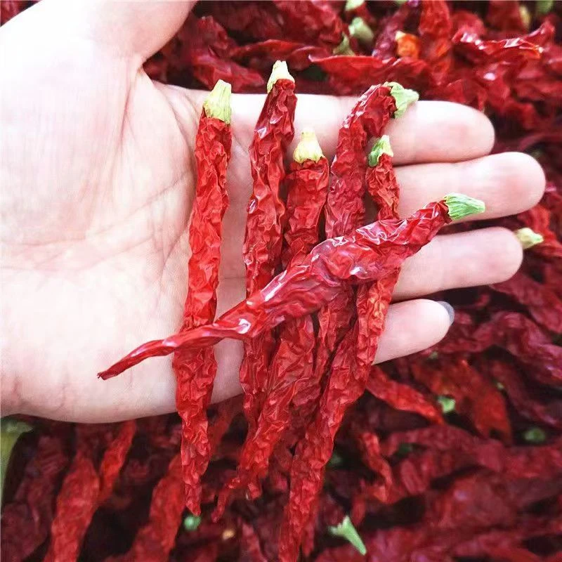 【颂椒】新疆二荆条干辣椒微辣特香辣椒段辣椒丝皱皮火锅配菜火锅
