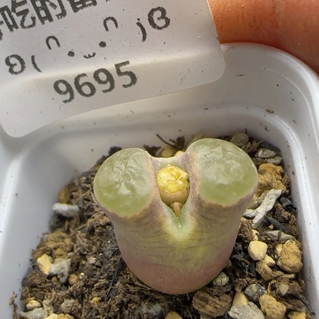 9695。雪花磁铁。。。。。。