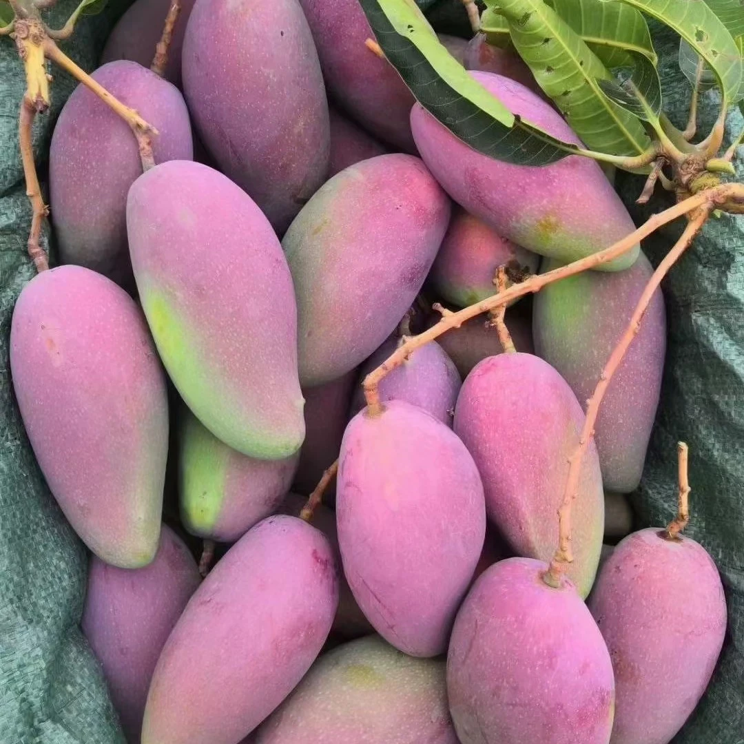 贵妃芒新鲜采摘应季水果香甜无筋无丝核薄肉厚爆甜多汁