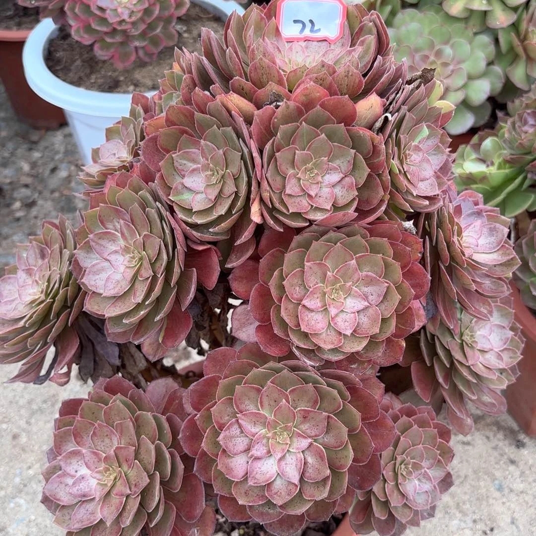 全部花朵72万灰多肉植物