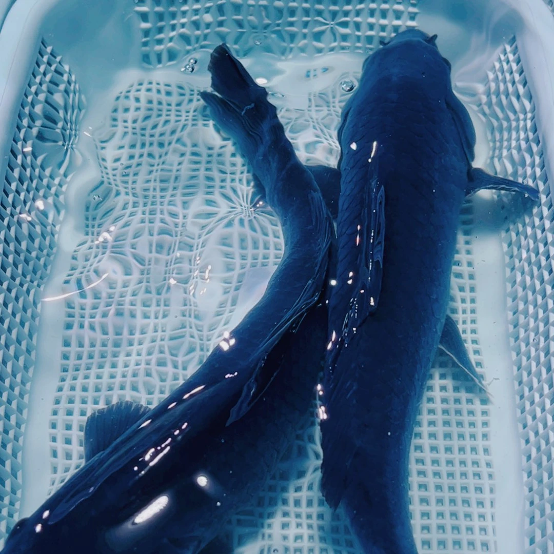 海水鱼锦鲤观赏鱼观赏鱼