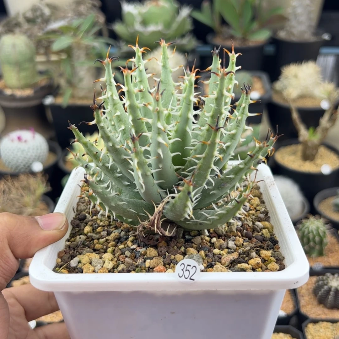 黑魔殿芦荟一物一拍352