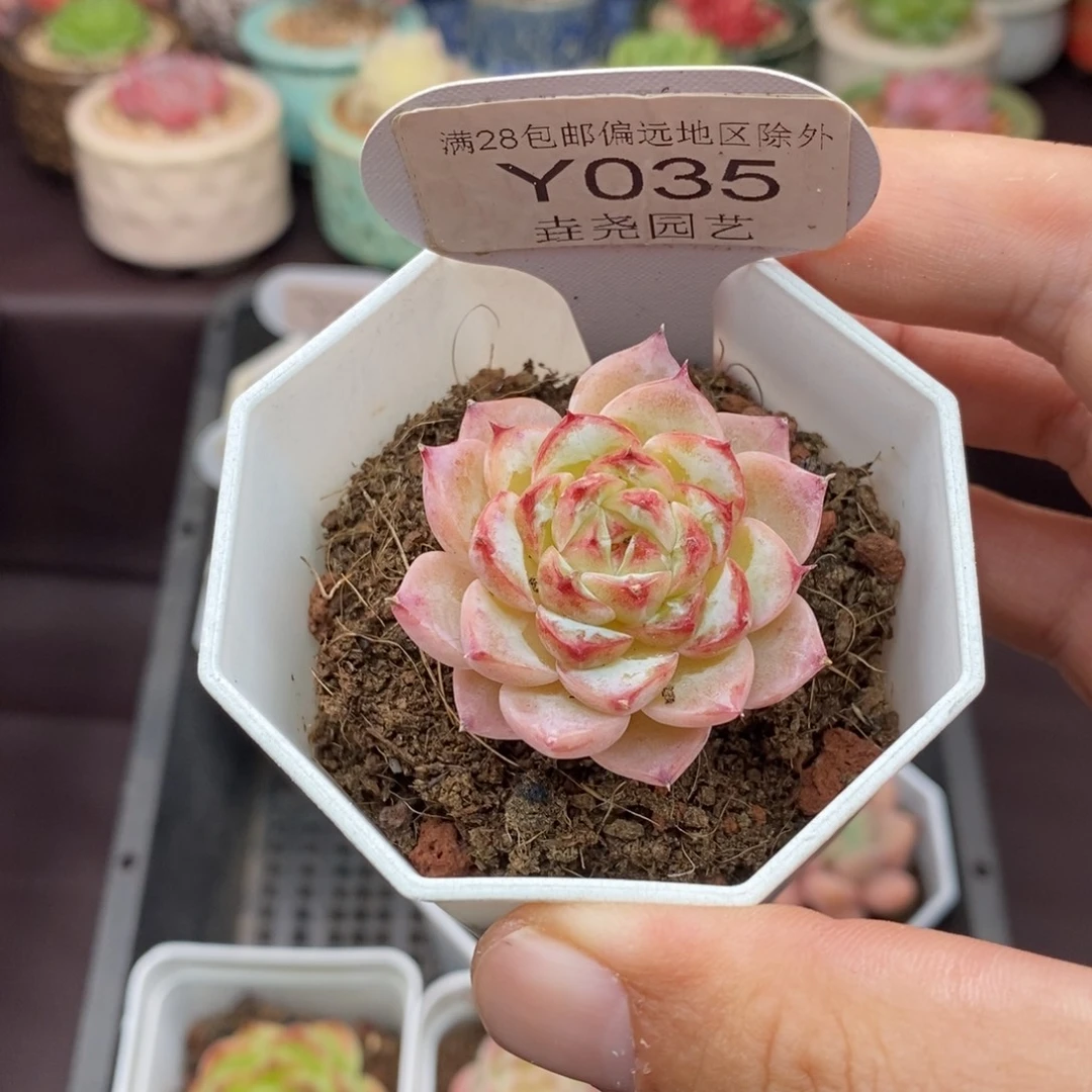 0035 天鹅绒 4cm