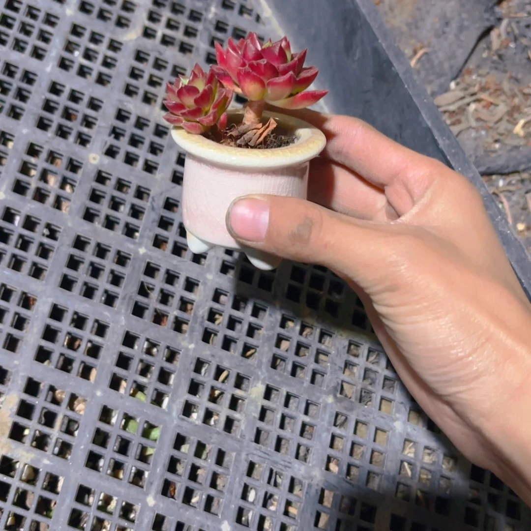 黎***s拇指盆加蒂亚新疆包邮