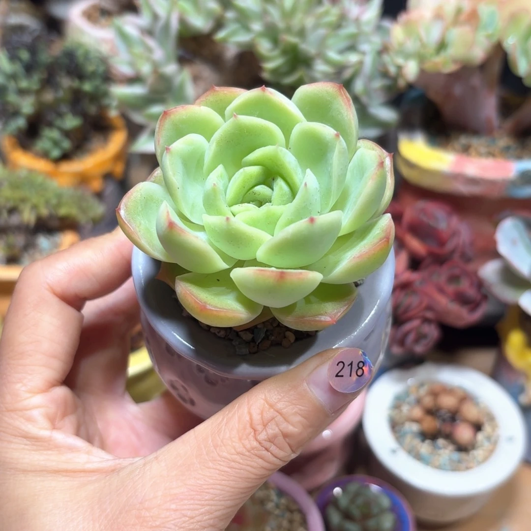 218 多肉含盆土30元包邮➗偏远地区