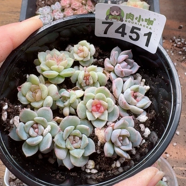 多肉植物多肉植物