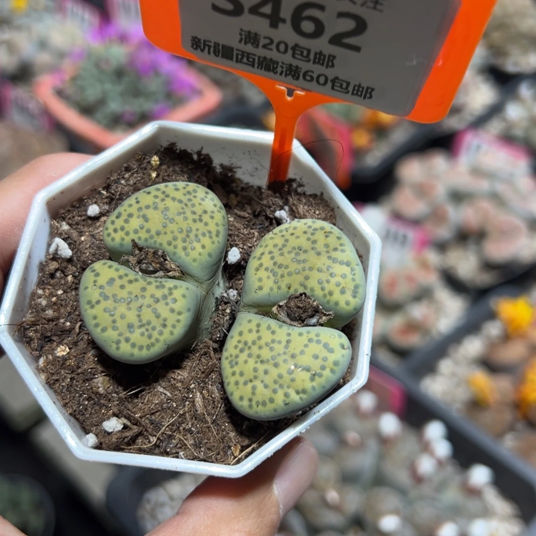 462 一物一拍，默认有伤，介意勿拍，不退不换