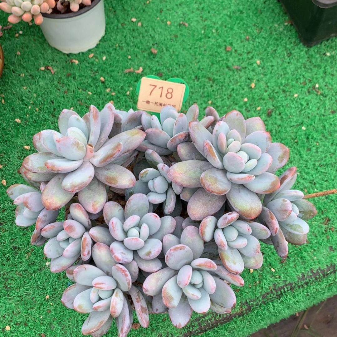 雪美人老桩无砍平头718