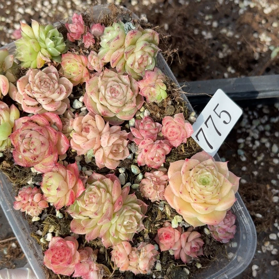 多肉植物多肉植物775