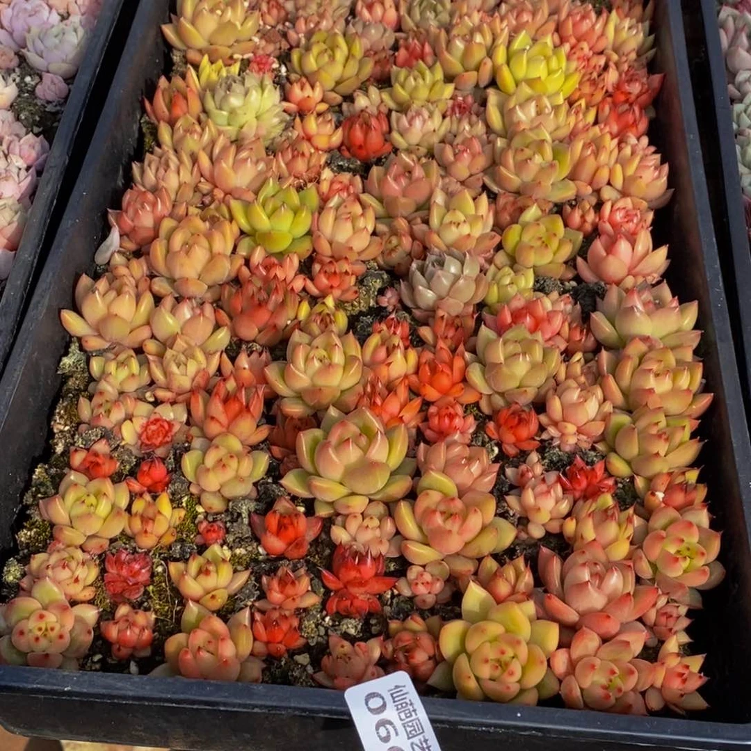 h****h066多肉植物保护研究所所长助理研究员