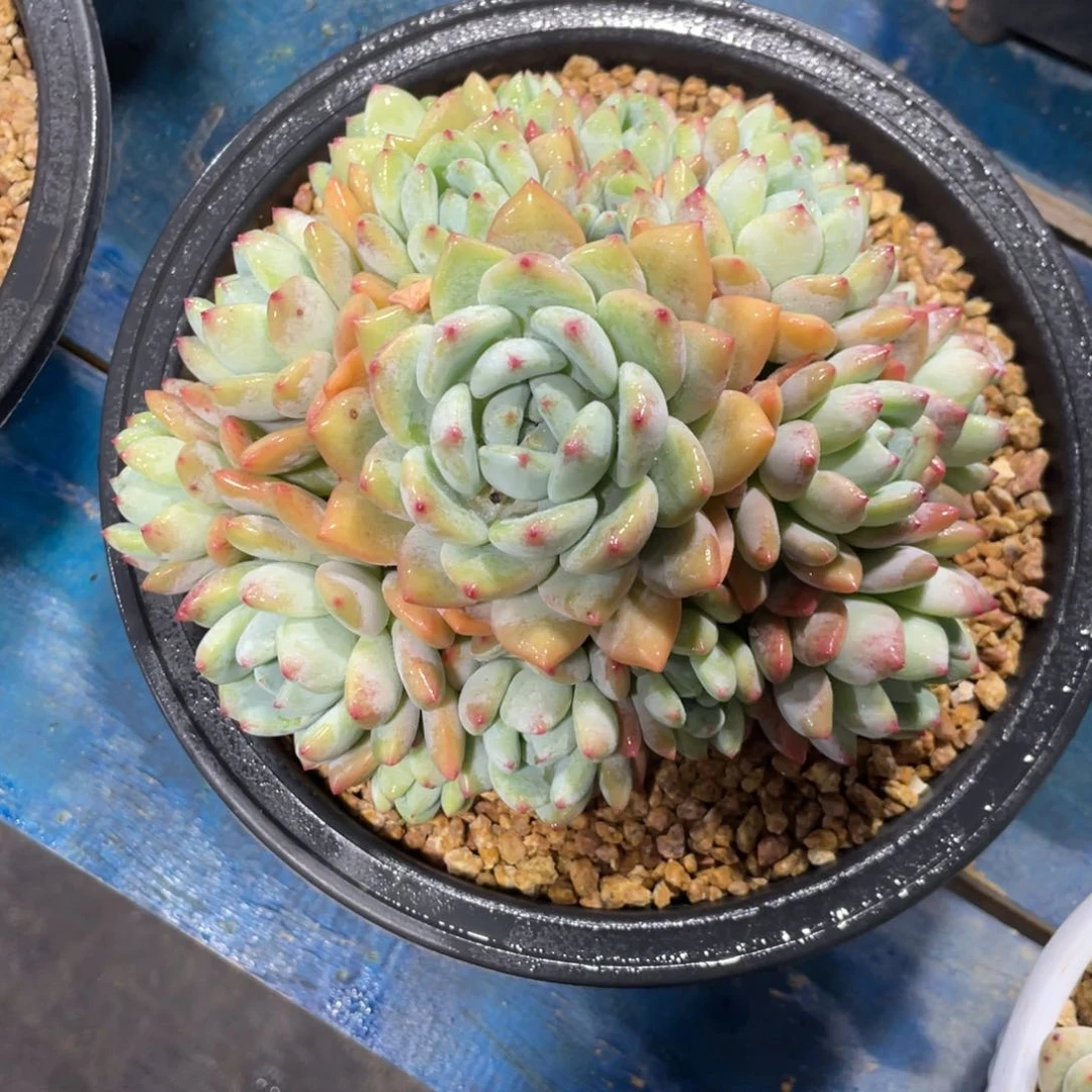 炫****?一物一拍中通快递