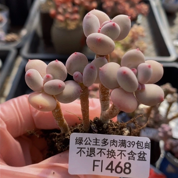 四代苹果奶5cm468多肉植物