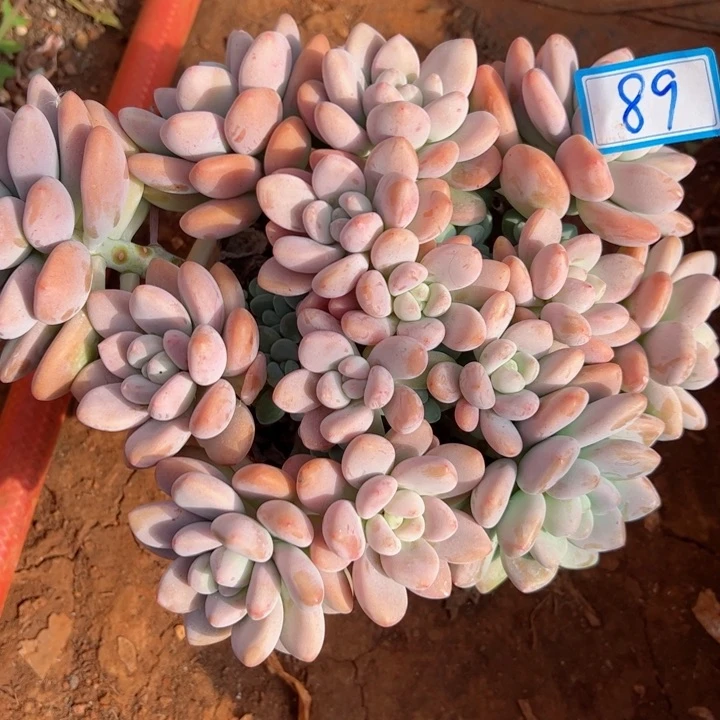 89洛神平平安安健健康康