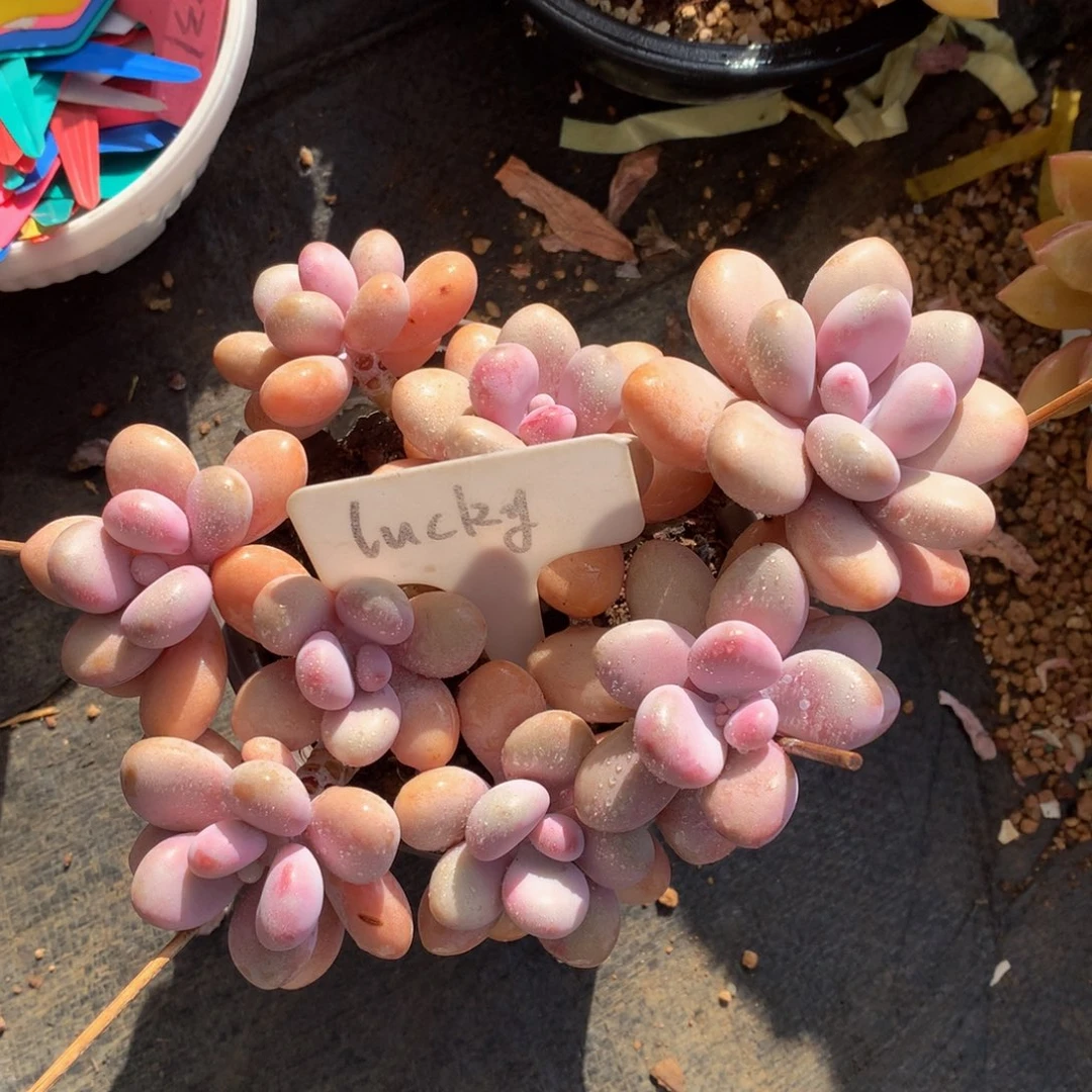 雅美水光针桃蛋7/727272272¥