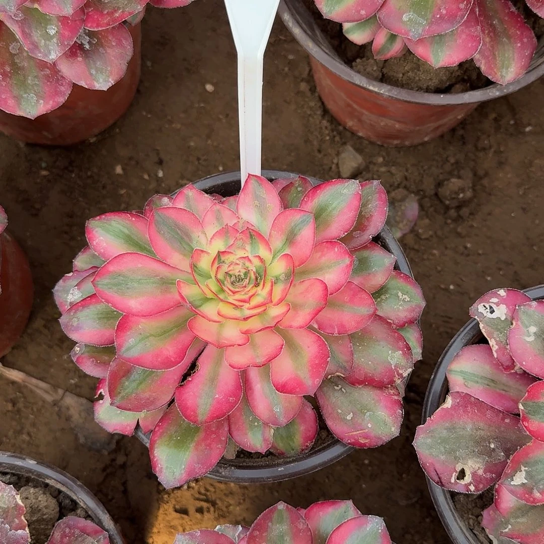 4516爱丽丝多肉法师多肉