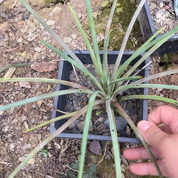 吹上2445689098900000