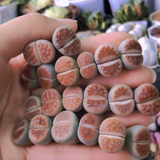 无花朵0895，20颗1.5厘米左右