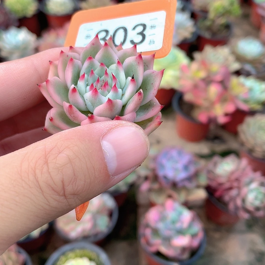 清***扬303号多肉植物盆栽