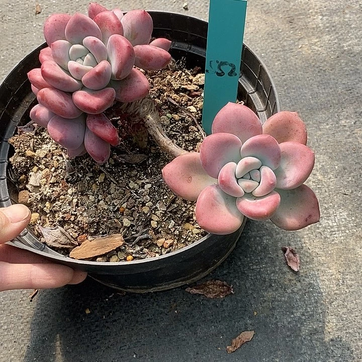 夜**兰552多肉植物老桩