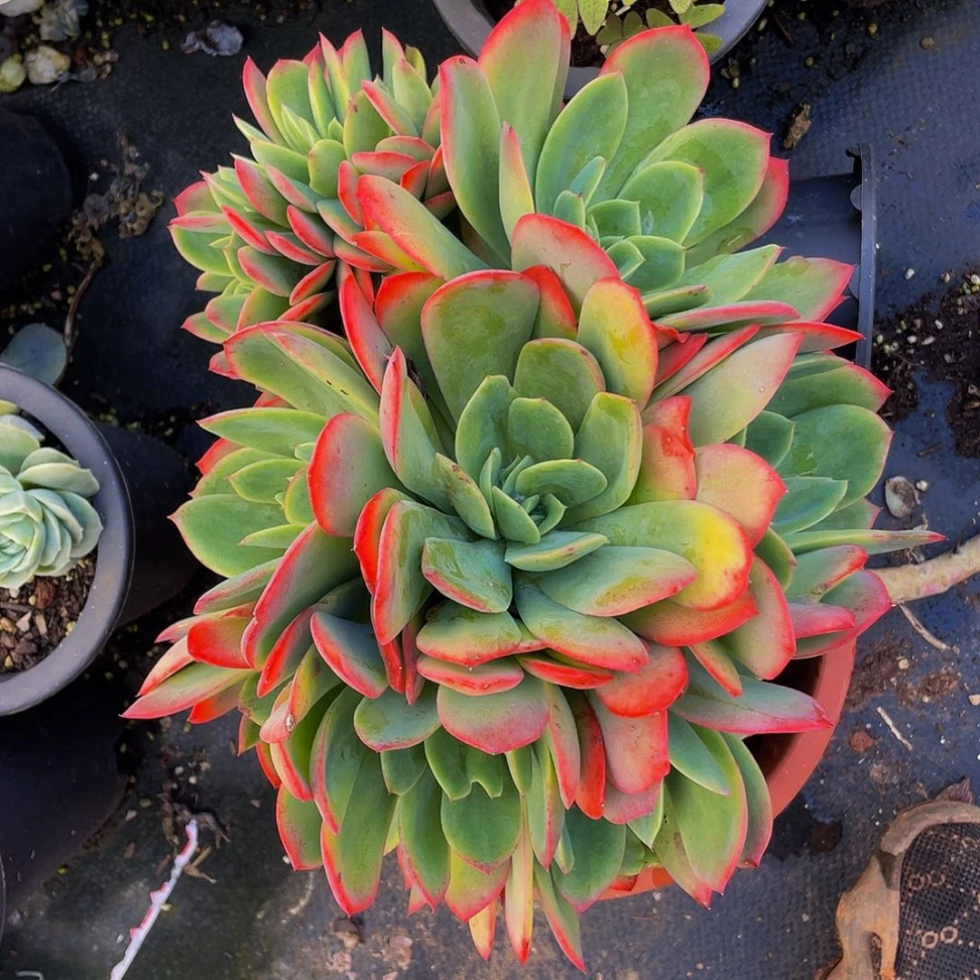 绮罗仙子26.8多肉群生