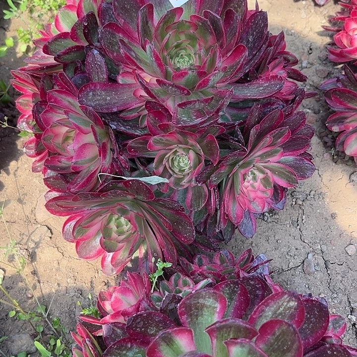 爱***型4.15-42荔枝多肉3