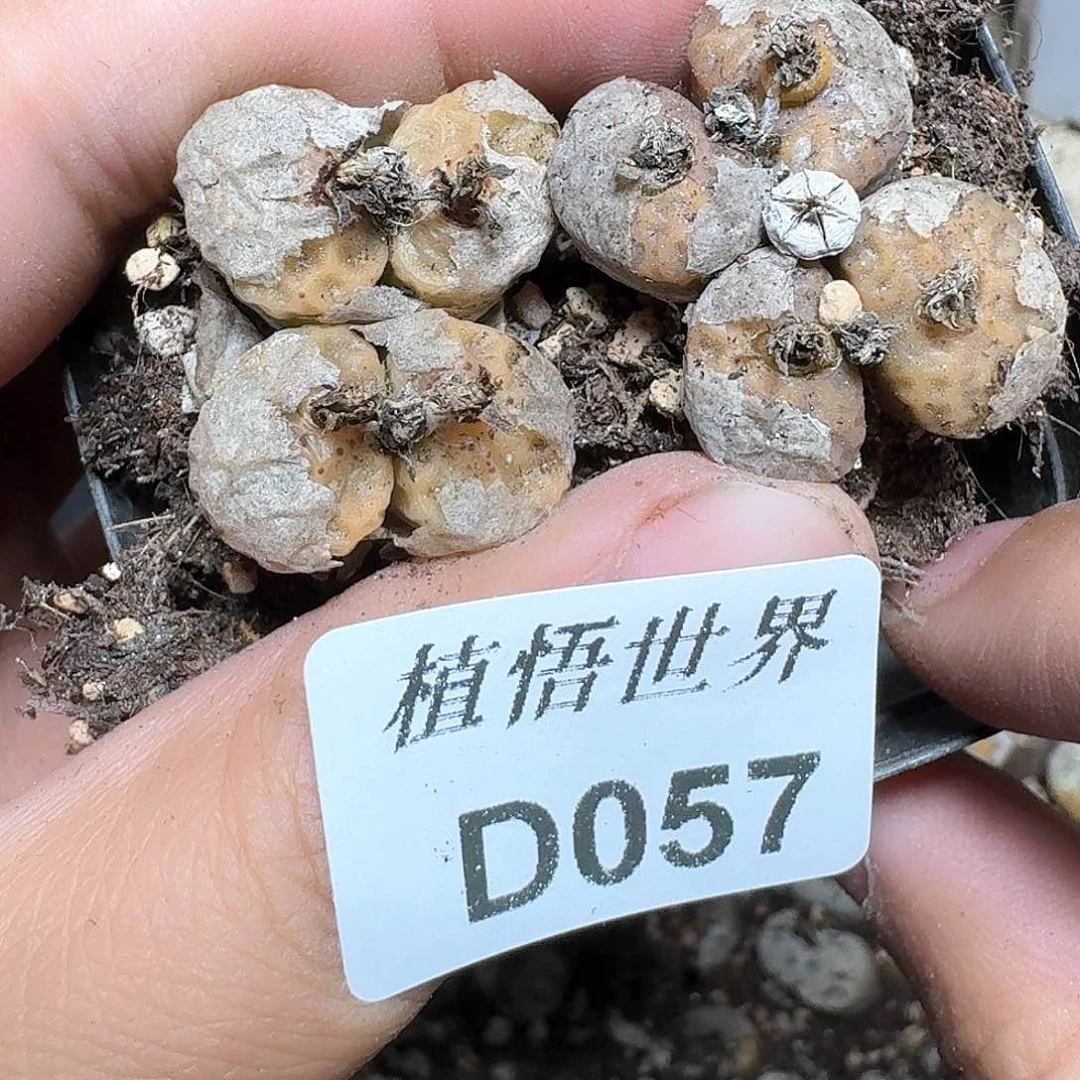 057号多肉植物哇f g