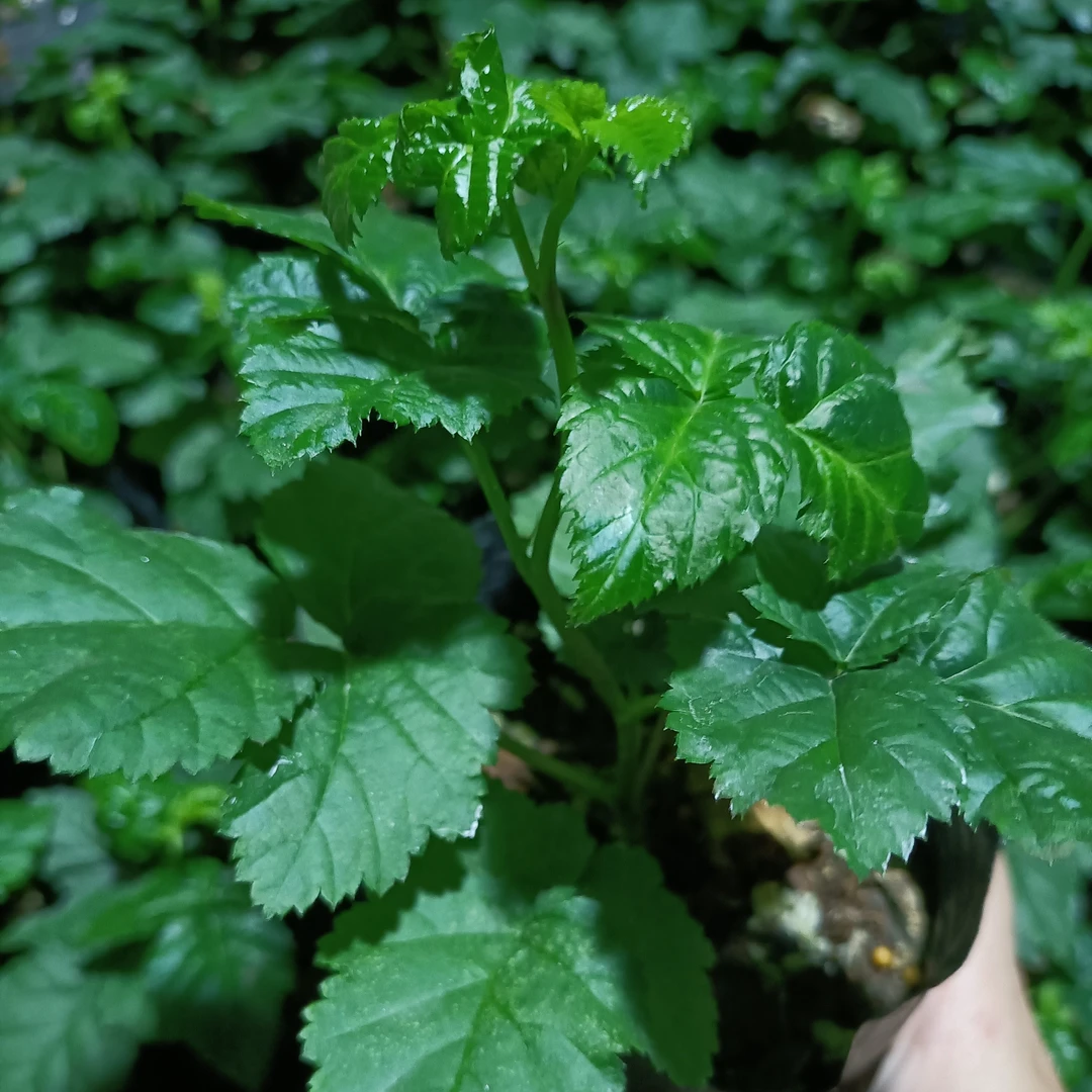 【包对版】矮生喜悦品种双季南北方高度1米阳台绿植