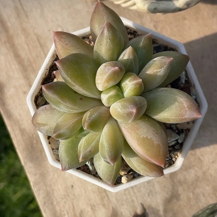 重楼三头小可爱型