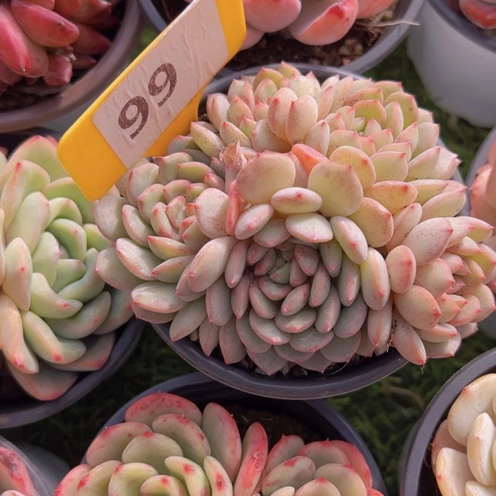 健健康康平平安安