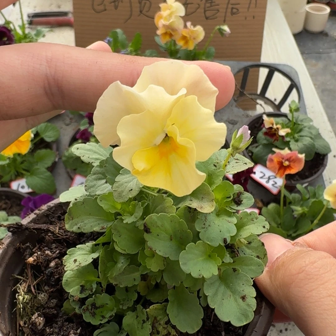 大部分花苞少量开放571