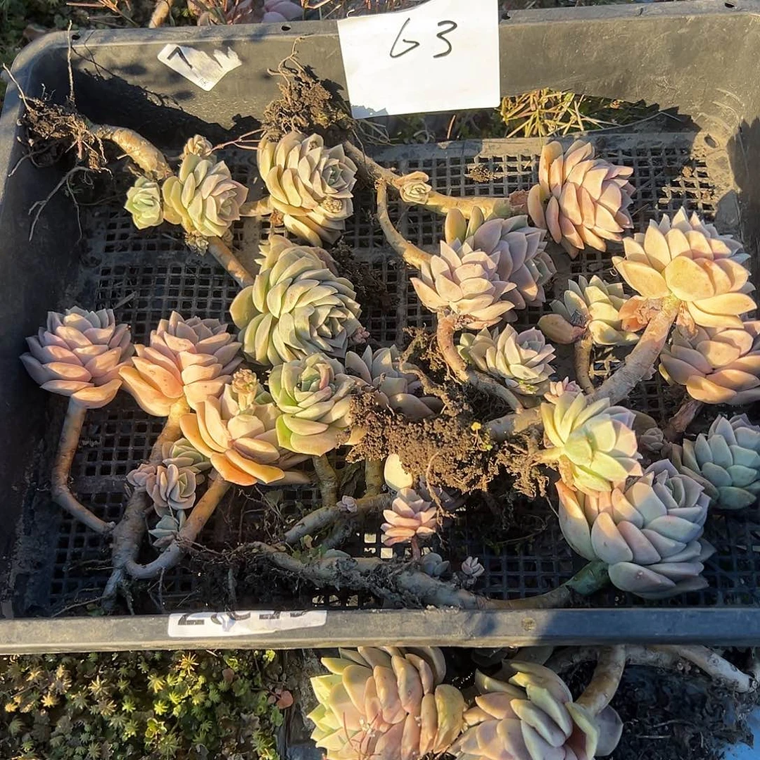 y****】可爱63号不售后