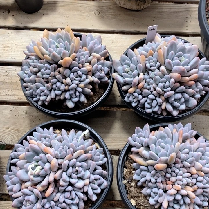 微**动6140多肉一物一拍