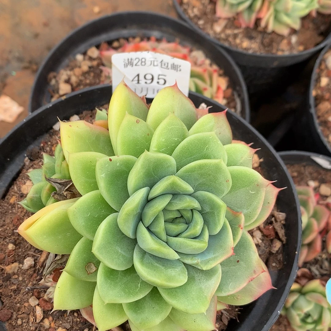 【闪购商品】云495号