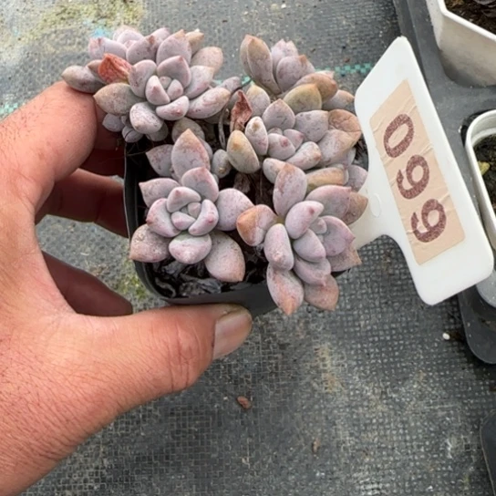 99达芙妮多肉植物多