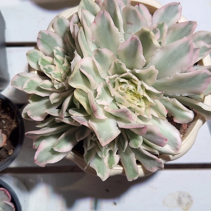 紫蝴蝶群生多肉植物