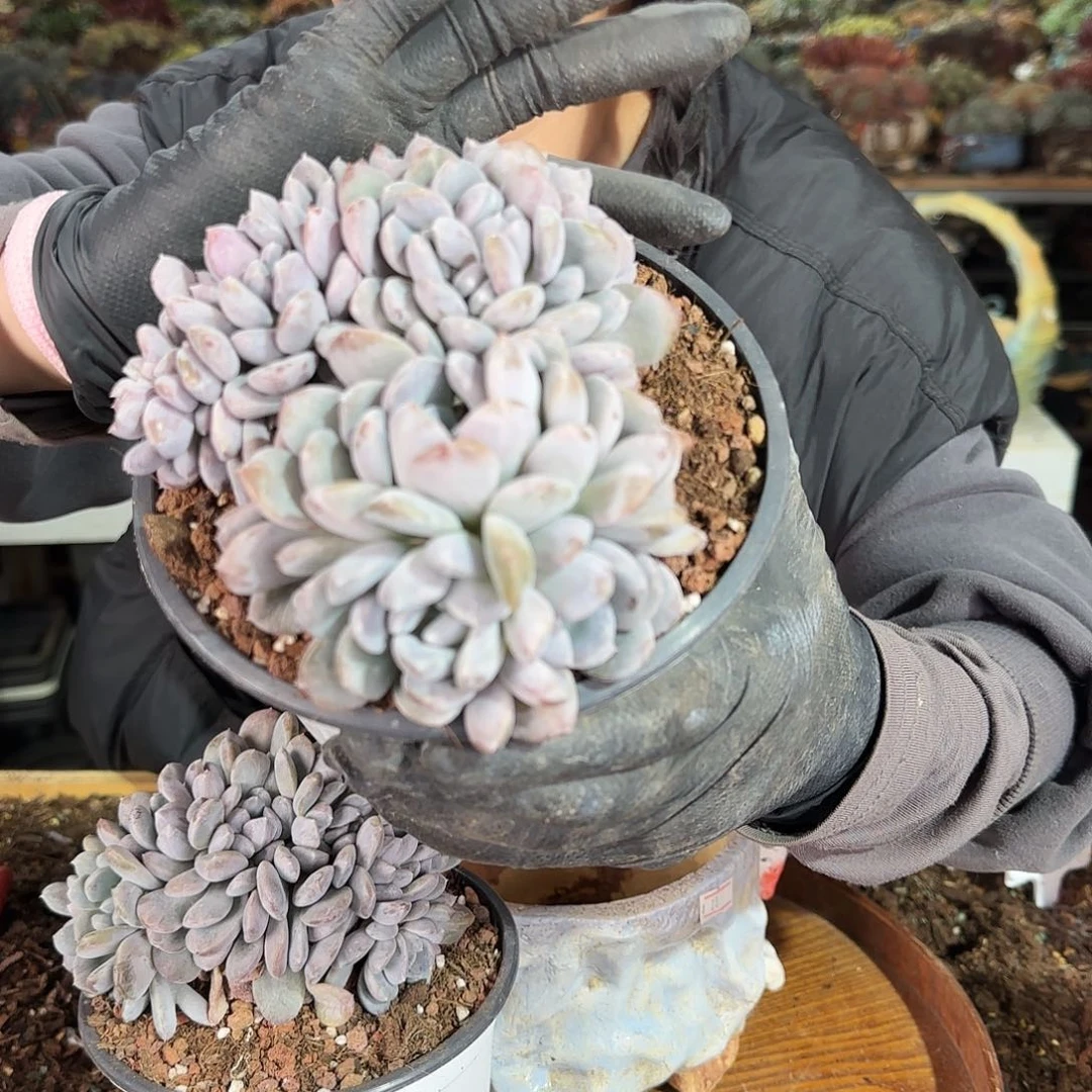 ?*晶晶晶，菩提子缀98          肉