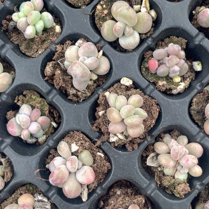 香蕉美人发3颗随机发满18