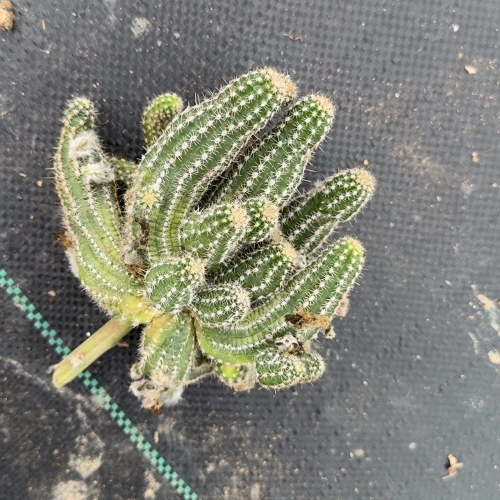 白檀仙人掌群生一群153
