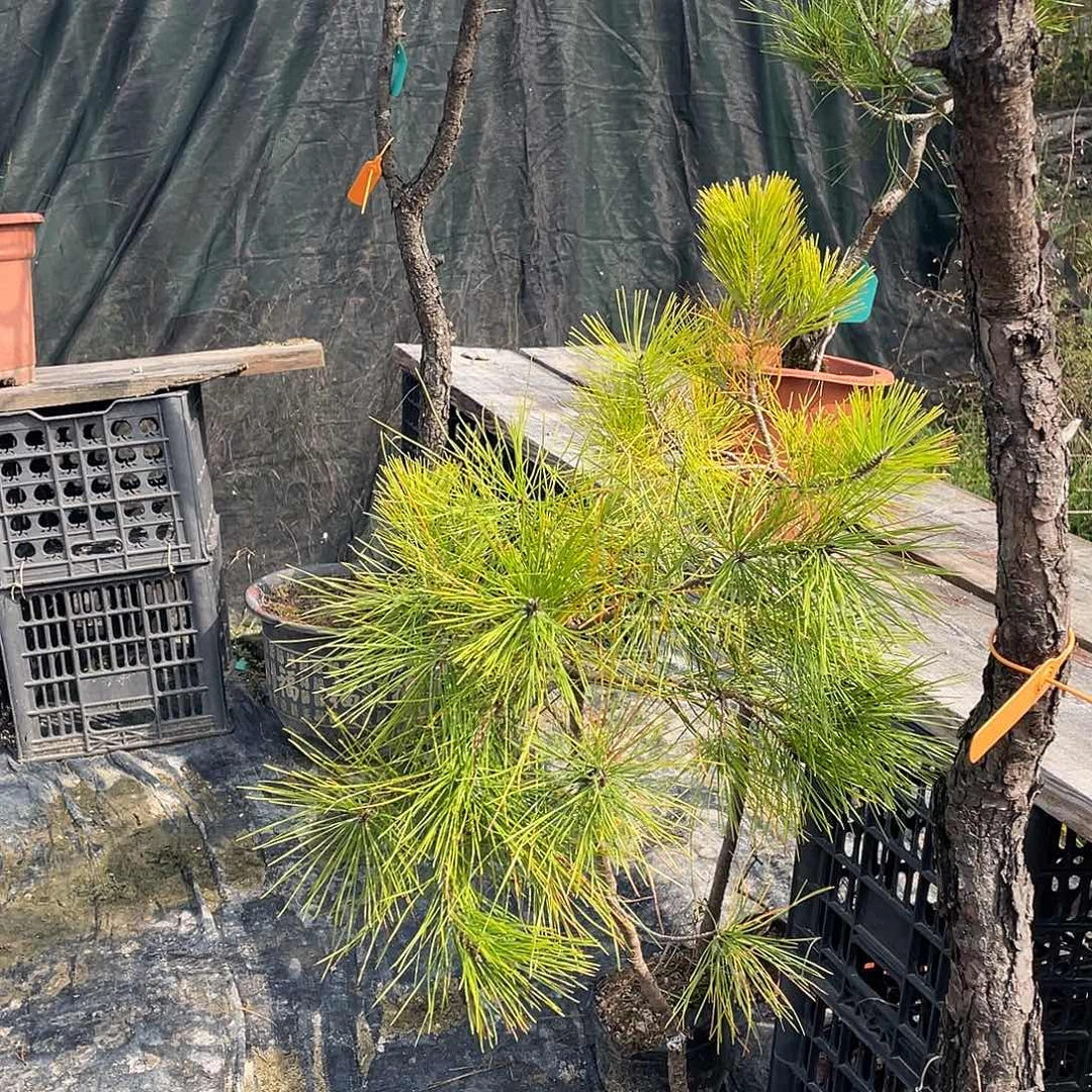 三***呀无花朵黄山松木本