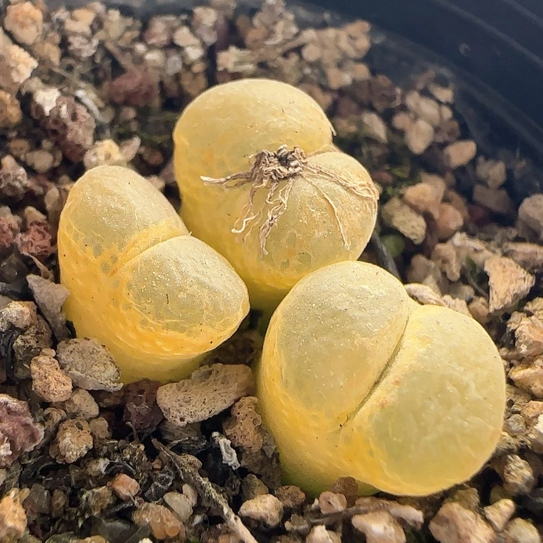 28包邮脱土发货27059