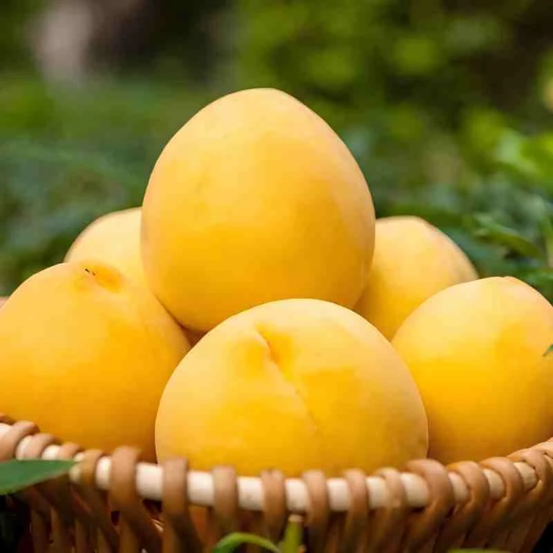 【枫香悠果】顺丰快递 湖北黄桃4.5斤 新鲜应季 脆甜多汁 多仓发货