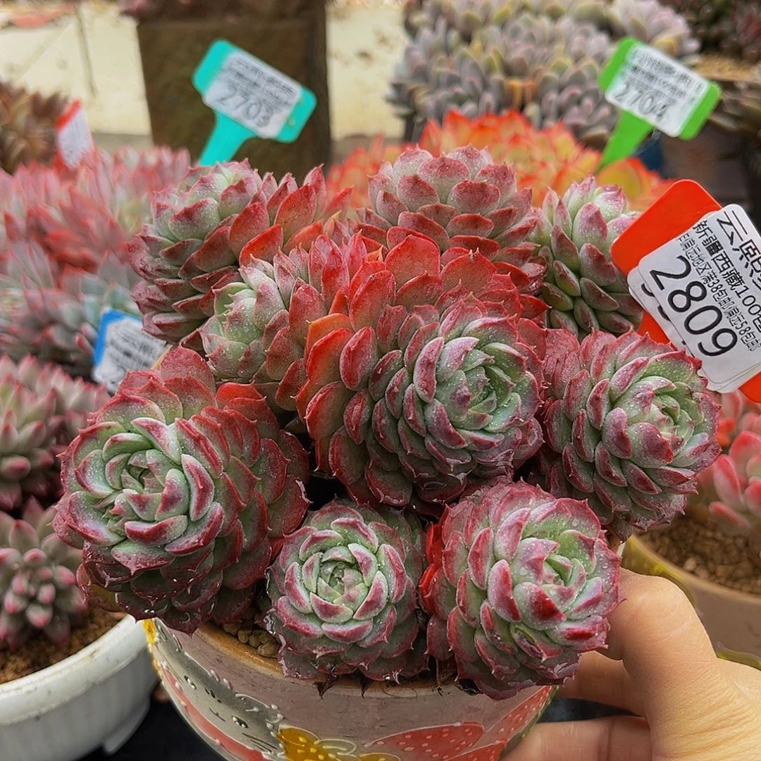 2809朱砂痣多肉植物