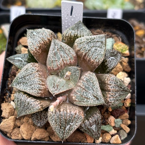 27号实生寿优选满18元包邮一物一拍带盆 2月28号更新