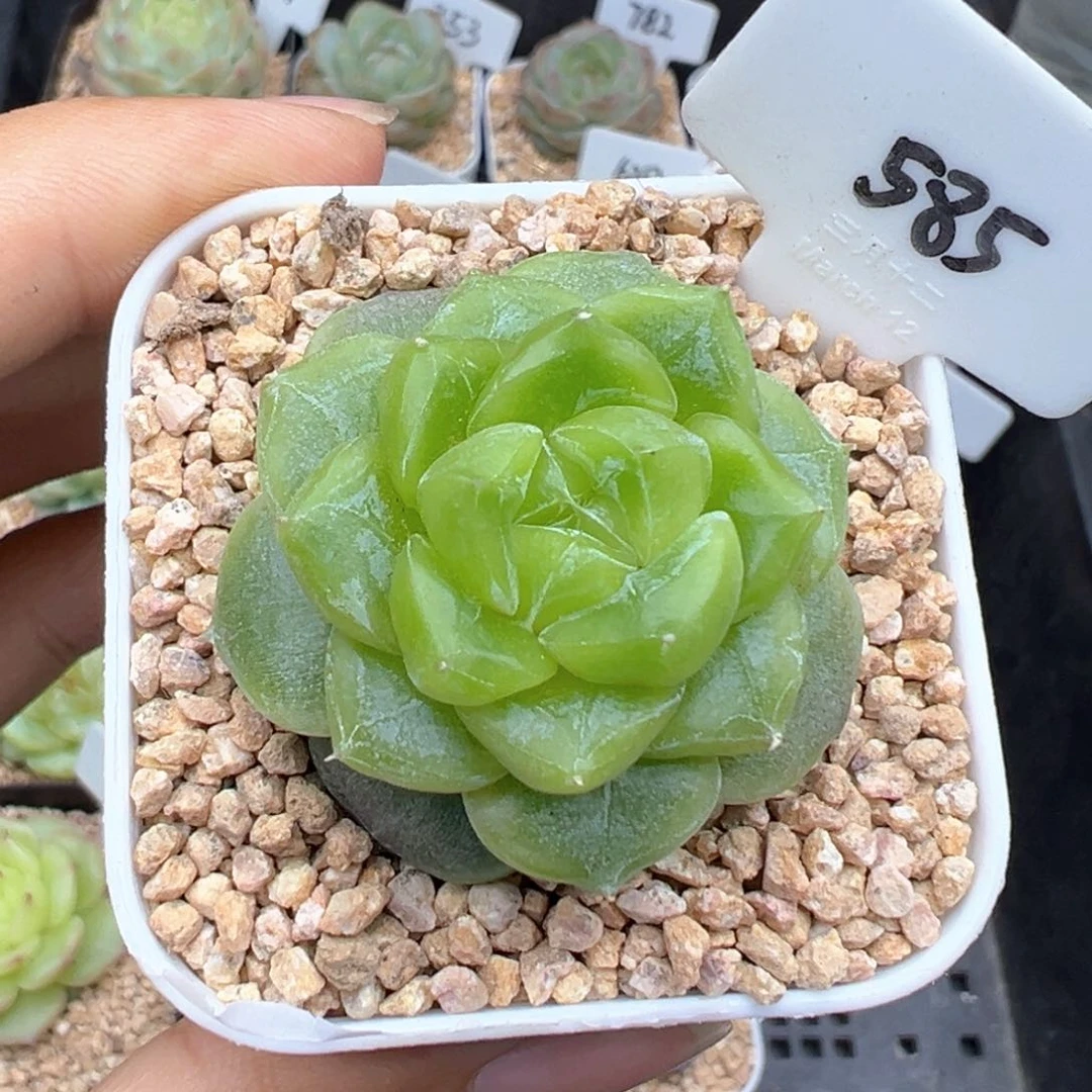 朝***༼585号七喜，朝花夕拾