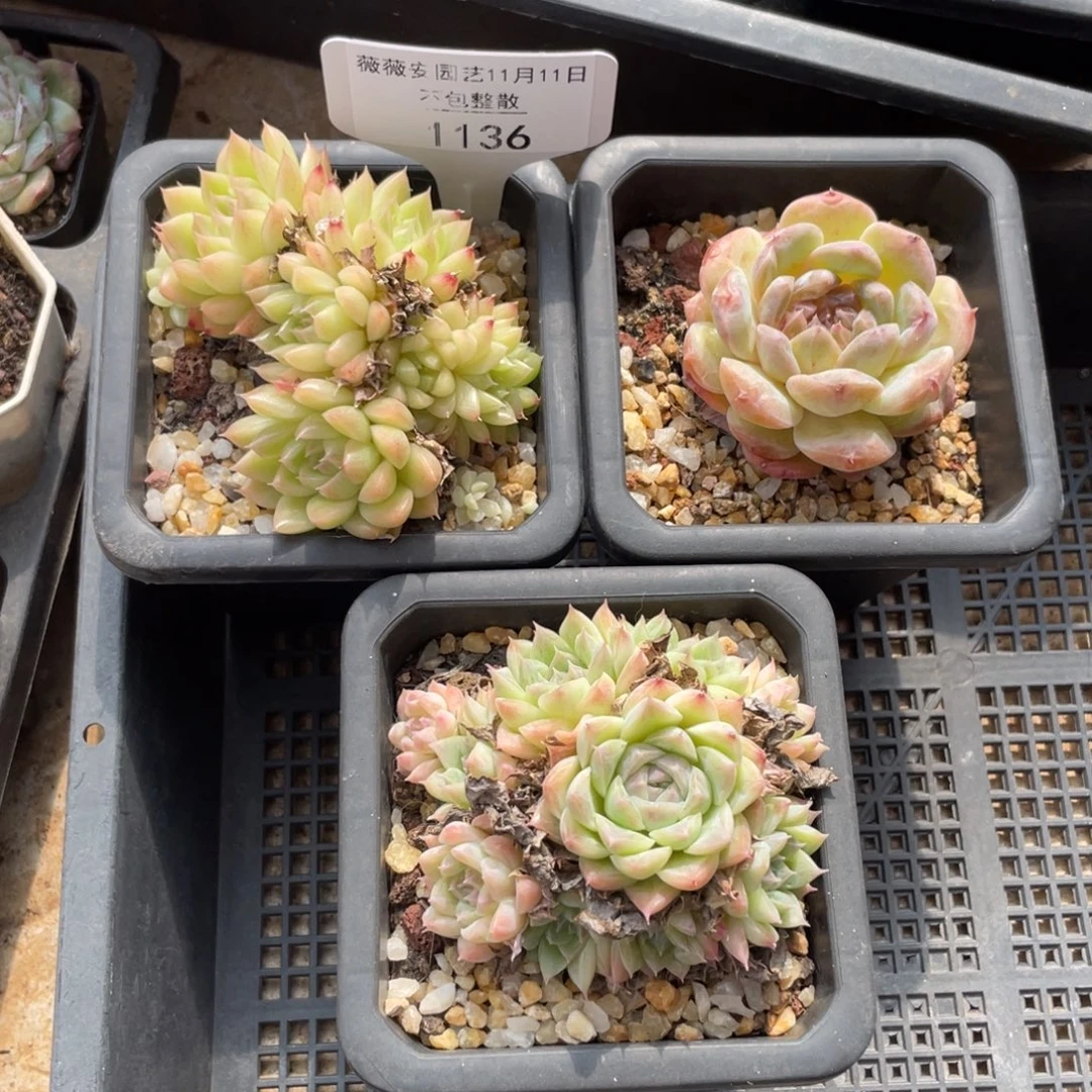 不包整散 盆子不售后1136