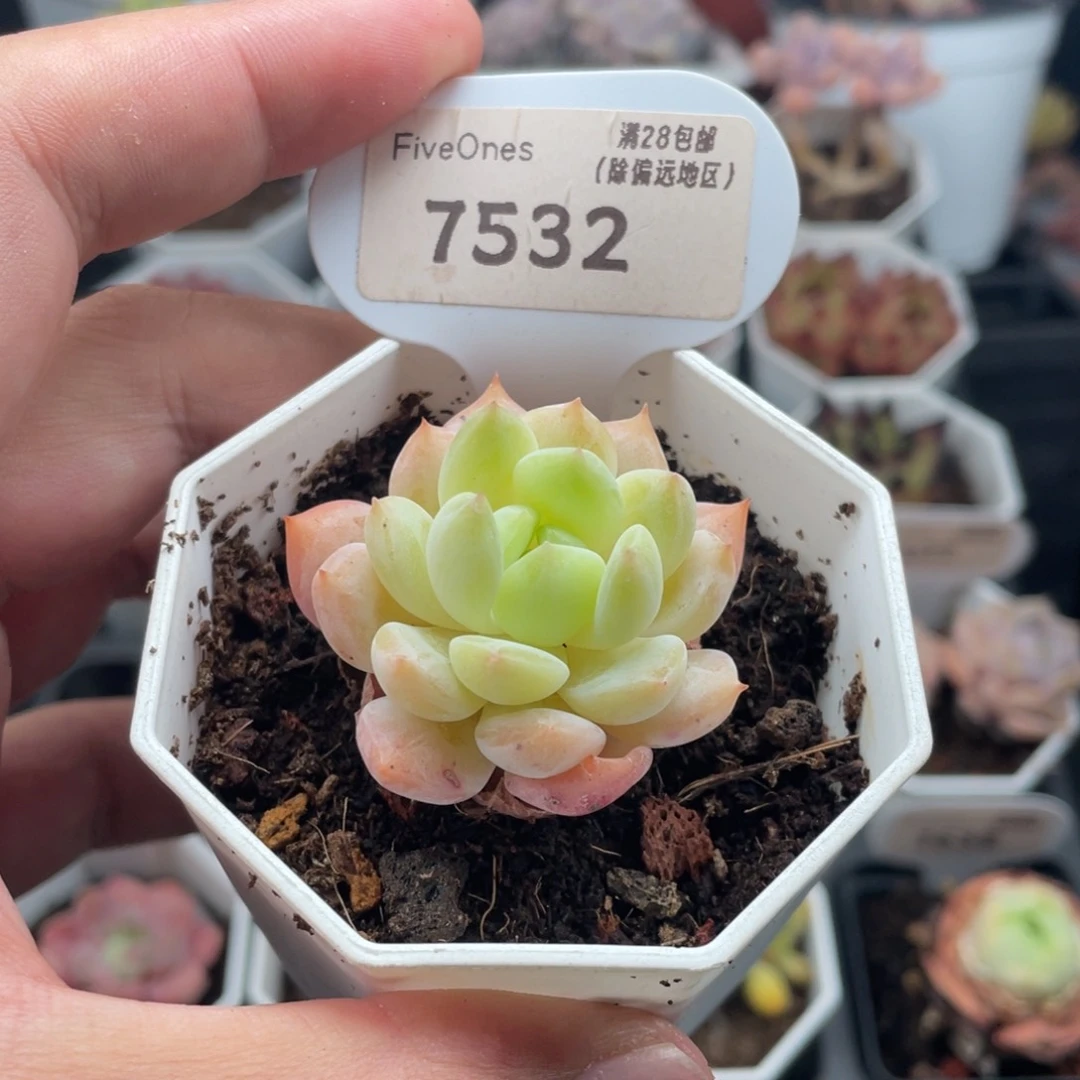 海盐薄荷7532-4厘米