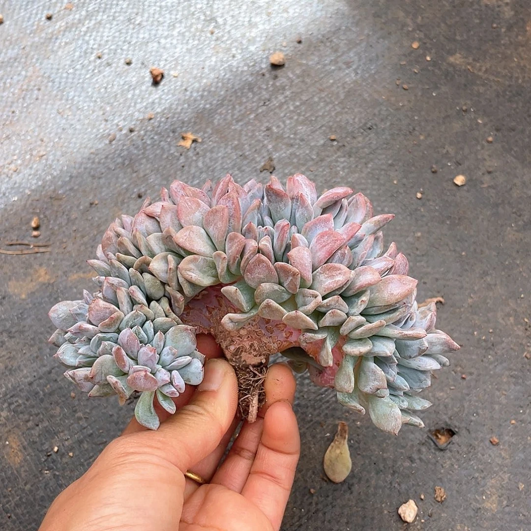 多肉植物多肉植物