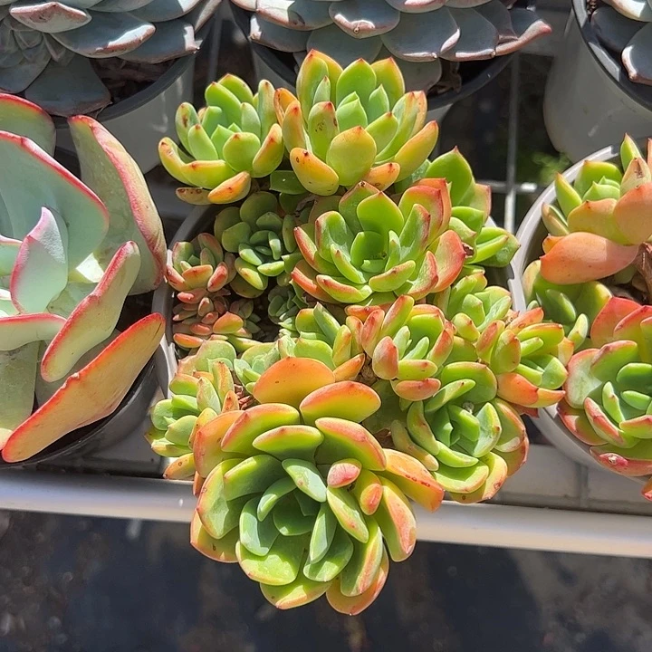 甜心多肉植物精品